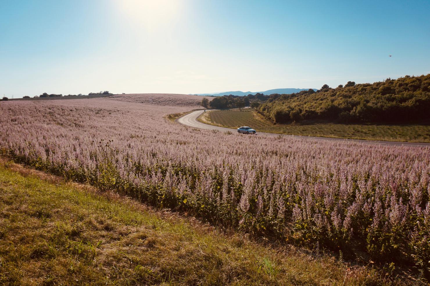 Lavender in Provence